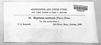 Rhytisma acerinum image